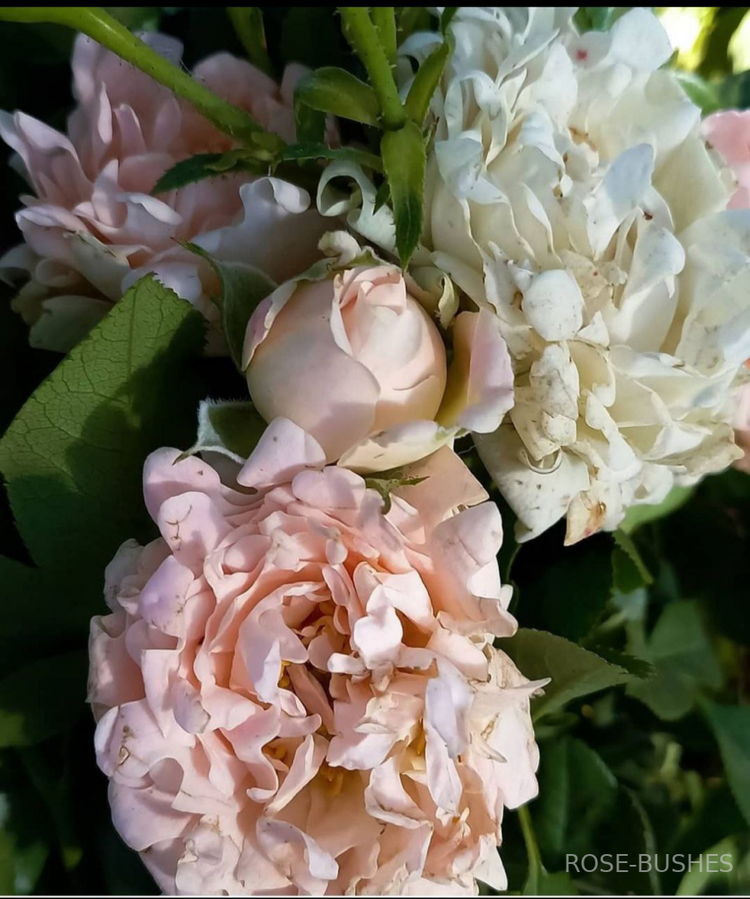 ���� ������. Sweet Ruffles. (�����, ����.) 